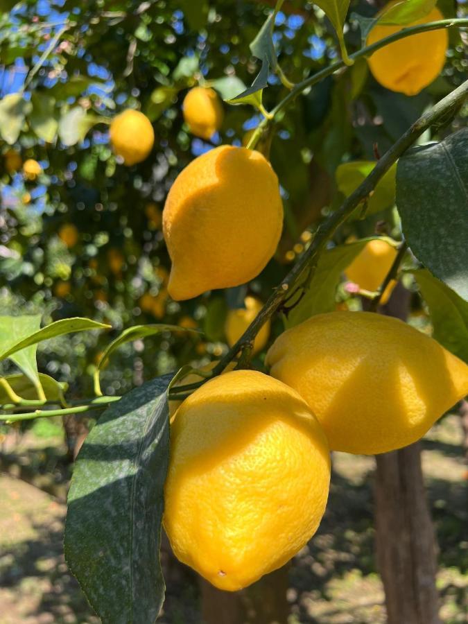 Tenuta Di Leva Piano di Sorrento Eksteriør billede