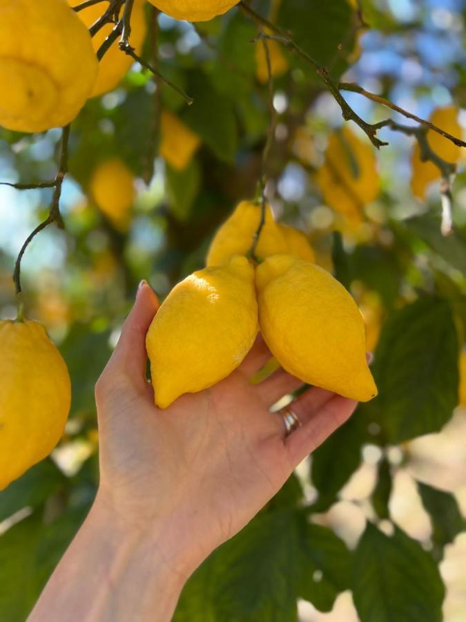 Tenuta Di Leva Piano di Sorrento Eksteriør billede